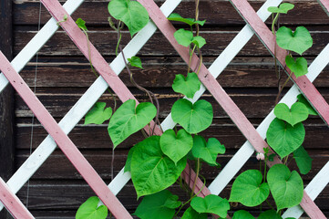 Green leaves of clematis on a wooden lattice 