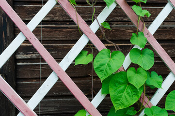 Green leaves of clematis on a wooden lattice 