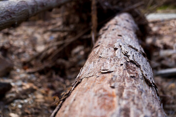 textured pulling bark