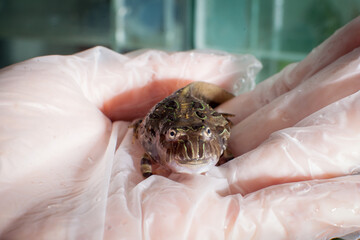 The Brazilian horned froglet sitting on hand