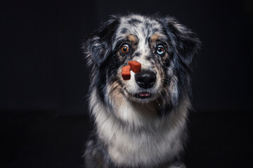 Australian Shepherd im Foto Studio schnappt nach Essen. Hund fängt Leckerlis.
