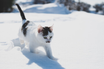 cat in snow