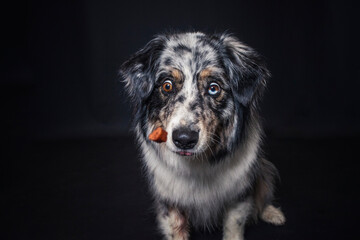 Australian Shepherd im Foto Studio schnappt nach Essen. Hund fängt Leckerlis.
