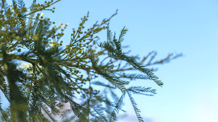 green and yellow mimosa against a blue sky
