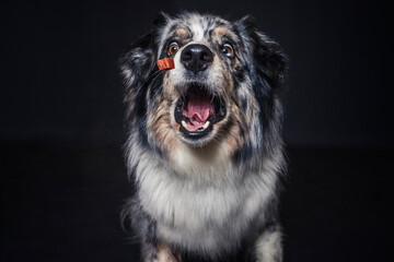 Australian Shepherd im Foto Studio schnappt nach Essen. Hund fängt Leckerlis.

