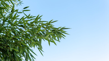 green sprig of bamboo against blue sky