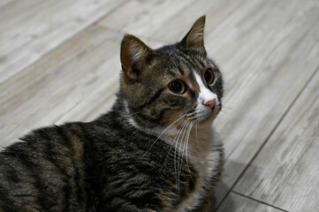 Obraz premium A beautiful striped cat lies on the wooden floor. Cute pet at home.