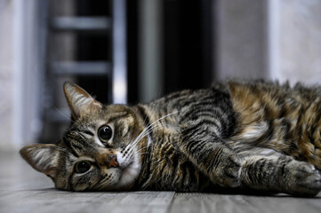A beautiful striped cat lies on the wooden floor and looks at camera. Cute pet at home.