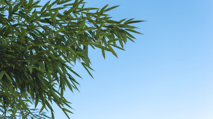 green sprig of bamboo against blue sky