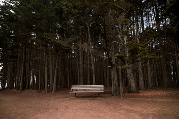 Beautiful cypress tree tunnel near Half Moon Bay, California