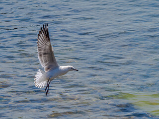 Seagull 2