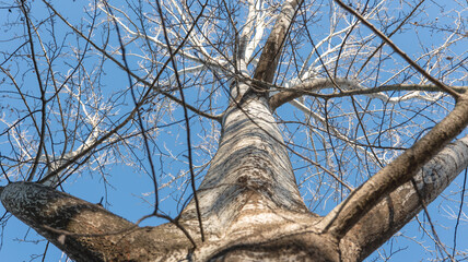 big strong tree without leaves on a blue sky background bottom view