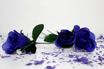 Blue rose on the table