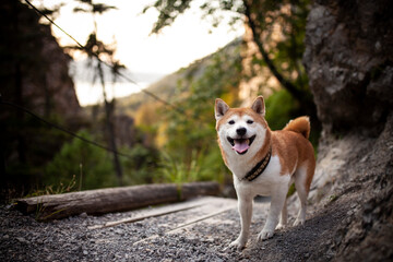 Shiba Inu beim spazieren gehen.