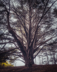 Huge Cypress tree standing tall amongst other trees