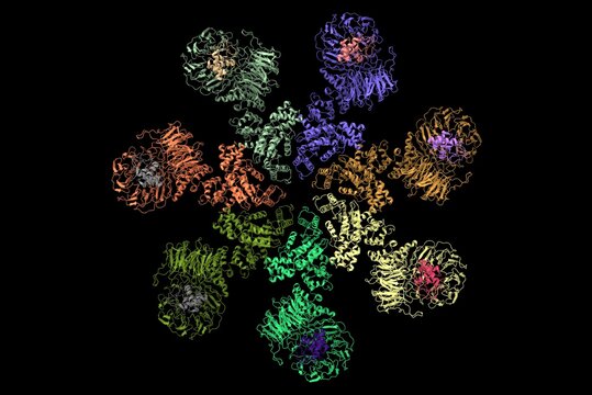 Structure of the Apaf-1 apoptosome with cytochrome C shown, 3D cartoon model, black background