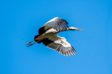 The Asian Openbill (Anastomus oscitans) is a large greyish colored wading bird or stork. Its name derived from the adult birds bill having a distinctive gap which is for feeding on freshwater snails.