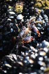 Close-up of a crab camouflaged among mussels