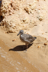 Baby seagull on the beach, Algarve