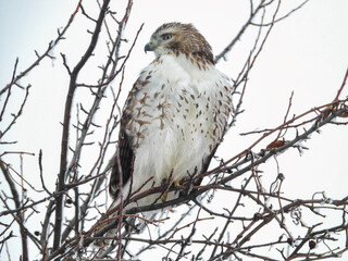 Red-Tailed Hawk Looks Off to the Side From Perch on a Winter Day: A red-tailed hawk perched on Ice covered branches with fluffed out feathers to stay warm on a winter morning