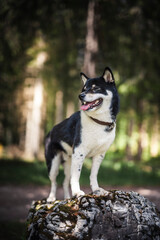 Shiba Inu steht auf einem Stein im Wald