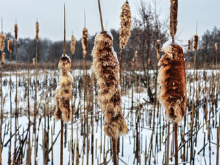 Burst Cattails Frozen Alongside a River in Winter: A field of cattails burst open in winter, frozen in time and snow and ice covered in close up with river in the background
