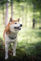 Shiba Inu steht auf dem Boden im Wald.