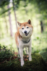 Shiba Inu steht auf dem Boden im Wald.