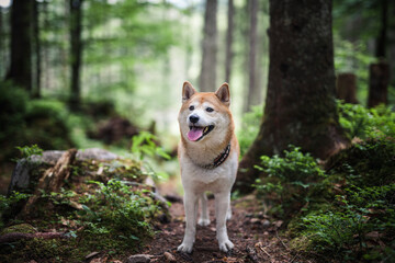 Shiba Inu steht auf dem Boden im Wald.