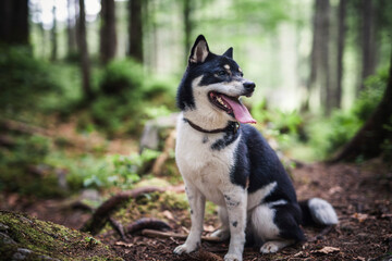 Shiba Inu sitzt auf dem Boden im Wald.
