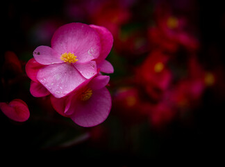 pink wax begonia in a flower bed 
