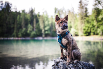 Shikoku sitzt auf einem Stein neben dem See.