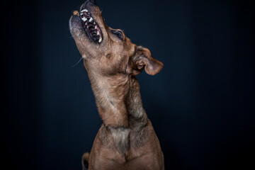 Dog catching a treat in the photo studio