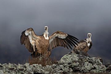 Griffon vultures on the ground. Flock of vulture in Bulgaria. European wildlife nature. 