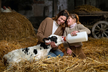 Cinematic shot of happy mother and little daughter feeding from bottle with dummy ecologically grown newborn calf used for biological milk products industry in cowshed stable of countryside dairy farm - obrazy, fototapety, plakaty