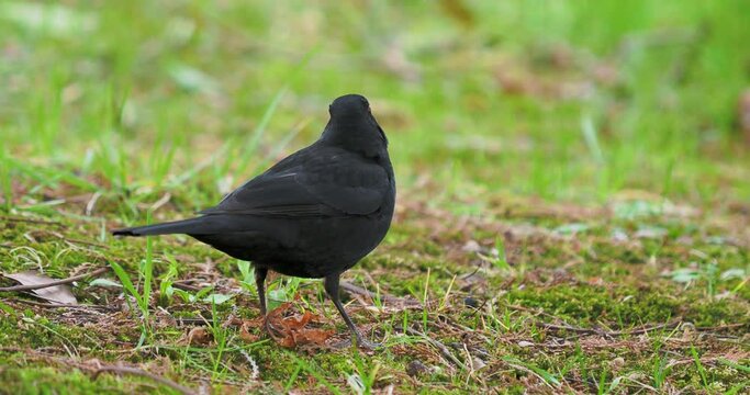 Common blackbird or Turdus merula looking for food on grass. Dark bird in wildlife. Sochi, Russia.
