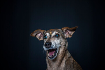 Dog catching a treat in the photo studio