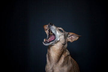 Dog catching a treat in the photo studio