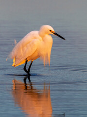 Snowy egret (Egretta thula) hunting at the ocean coast at sunrise, Galveston, Texas, USA.