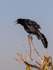 Boat-tailed grackle (Quiscalus major) male singing, Galveston, Texas, USA