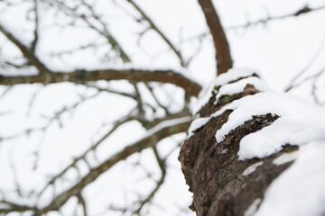 Beautiful apple tree in winter. Apple tree trunk view from bottom. An apple tree under a layer of snow. Winter landscape close-up.