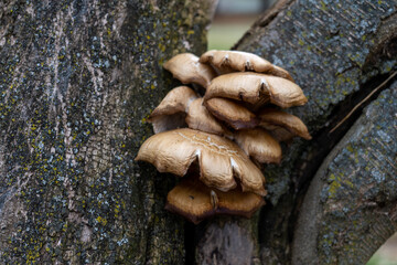 mushrooms on a tree