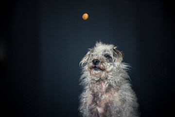 Naklejka premium Dog catching a treat in the photo studio