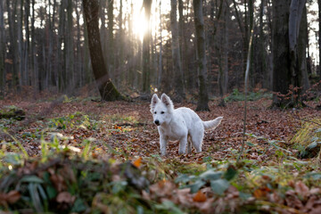 Naklejka na ściany i meble A white Swiss Shepherd in the woods before sunset