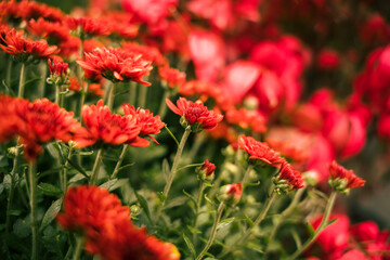 red and yellow flowers