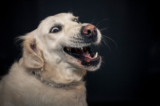 Golden Retriever im Fotostudio mit schwarzen hintergrund versucht Essen zu fangen. Hund schnappt nach Treats und macht  ein lustiges und witziges Gesicht