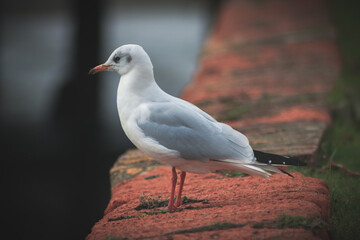 black headed gull