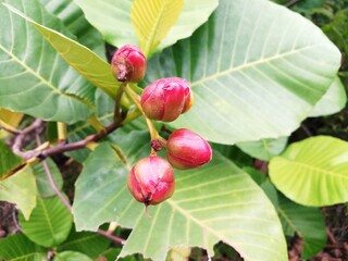 red and green apple