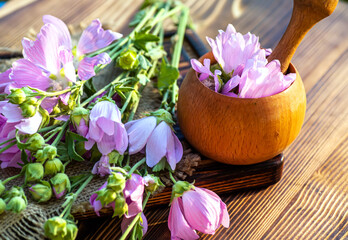 Malva alcea , greater musk-mallow, cut-leaved mallow, vervain mallow or hollyhock mallow fresh flowers collected in meadow. collect herbs for preparation of tincture. mortar to rub flowers.