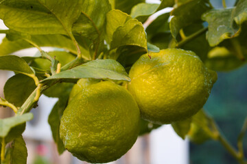 Two lemons on the branch of the lemon tree. Lime.